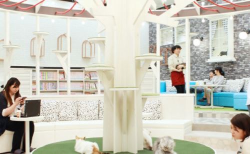 神戸の猫カフェおすすめランキング7選 抱っこできるお店はここ 神戸lovers