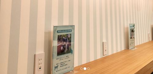 神戸の猫カフェおすすめランキング7選 抱っこできるお店はここ 神戸lovers