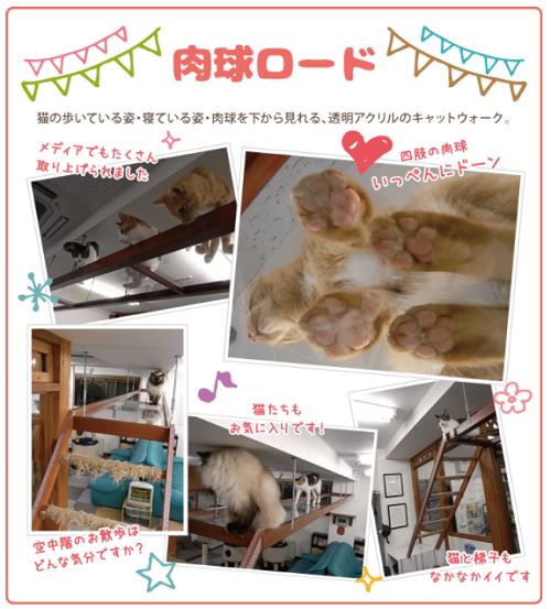 神戸の猫カフェおすすめランキング7選 抱っこできるお店はここ 神戸lovers