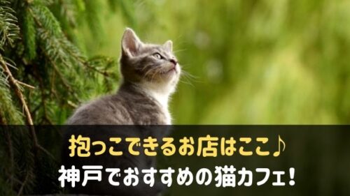 神戸の猫カフェおすすめランキング7選 抱っこできるお店はここ 神戸lovers