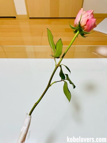 バラの切り花