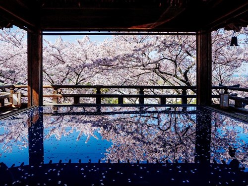 関西で人気の桜の名所・お花見スポット