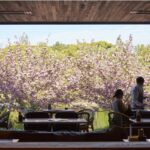 大阪で桜が見えるカフェ