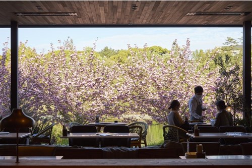 大阪で桜が見えるカフェ